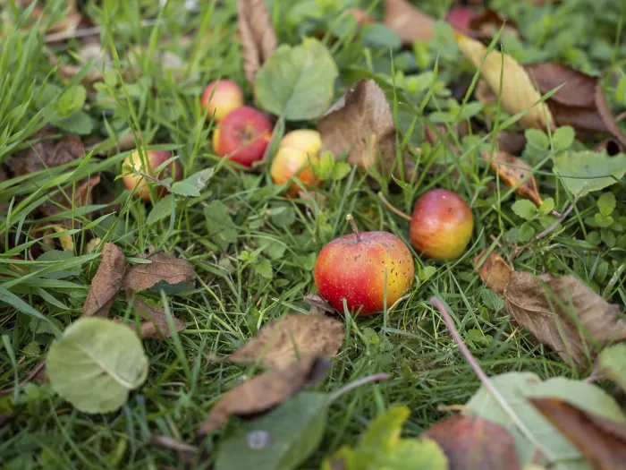 Gerahmter Druck : Äpfel liegen unter einem Apfelbaum in einem Garten.