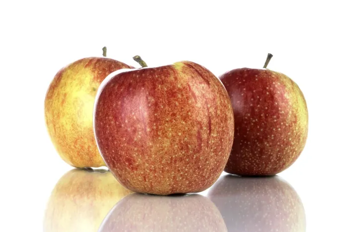 Gerahmter Druck : Äpfel (Malus)