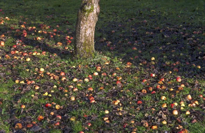 Gerahmter Druck : Äpfel (Malus sp.) im Gras, gefallenes Obst. Gerahmter Druck : Äpfel (Malus sp.) im Gras, gefallenes Obst.