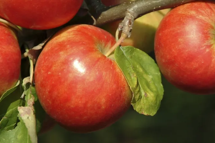 Gerahmter Druck : Äpfel auf einem Baum. Gerahmter Druck : Äpfel auf einem Baum.