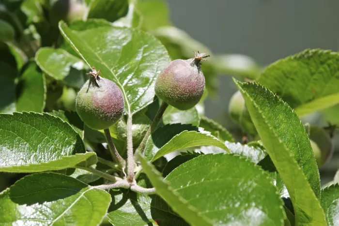 Gerahmter Druck : Zwei Äpfel auf dem Baum. Gerahmter Druck : Zwei Äpfel auf dem Baum.