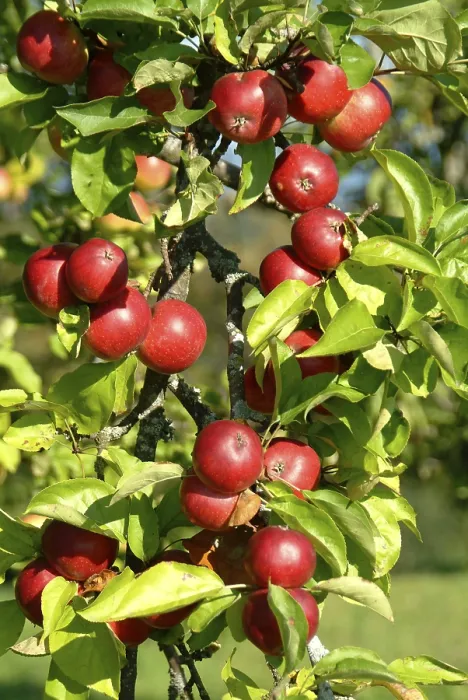 Gerahmter Druck : Äpfel am Baum. Gerahmter Druck : Äpfel am Baum.