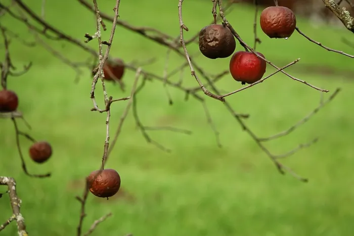 Gerahmter Druck : Äpfel auf einem Baum im Winter, Deutschland. Gerahmter Druck : Äpfel auf einem Baum im Winter, Deutschland.