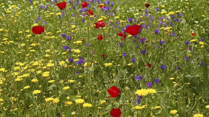 Gerahmter Druck : Aptera, Frühling, frühlingshafte Wiesen. Gerahmter Druck : Aptera, Frühling, frühlingshafte Wiesen.