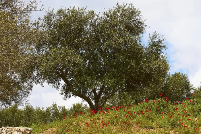 Gerahmter Druck : Frühlingslandschaft in Aptera, Kreta Gerahmter Druck : Frühlingslandschaft in Aptera, Kreta