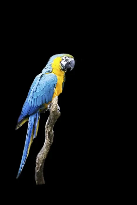 Gerahmter Druck : Ara ararauna auf einem Baum vor schwarzem Hintergrund Gerahmter Druck : Ara ararauna auf einem Baum vor schwarzem Hintergrund