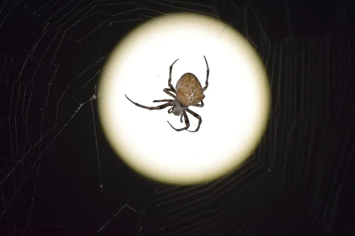 Gerahmter Druck : Araneus-Spinne auf dem Hintergrund der Mond. Gerahmter Druck : Araneus-Spinne auf dem Hintergrund der Mond.