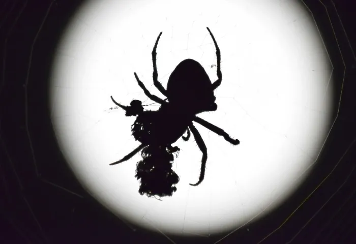Gerahmter Druck : Araneus-Spinne im Hintergrund der Mond. Gerahmter Druck : Araneus-Spinne im Hintergrund der Mond.