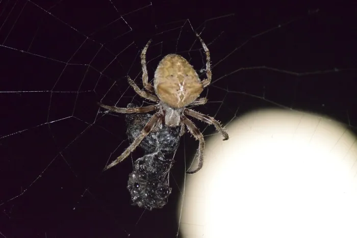 Gerahmter Druck : Araneus-Spinne auf dem Hintergrund der Mond.