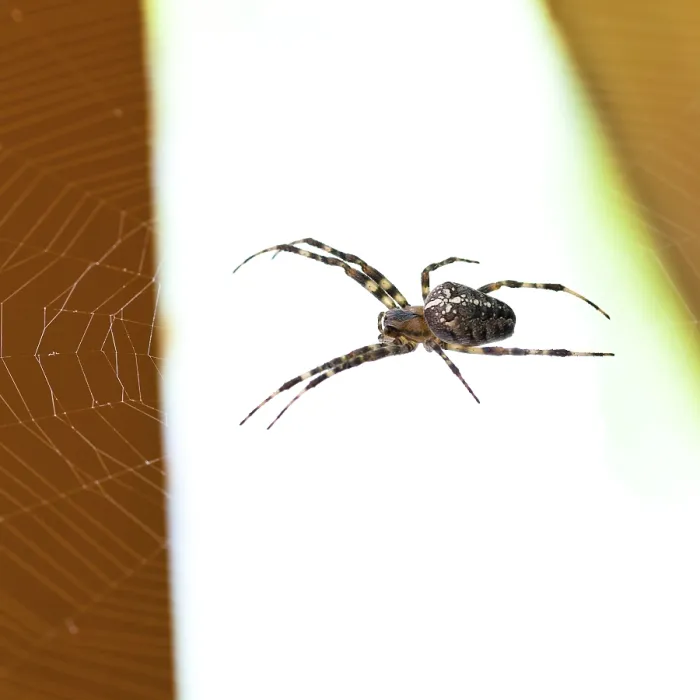 Gerahmter Druck : Araneus-Spinne an Spinnennetz, Nahansicht. Gerahmter Druck : Araneus-Spinne an Spinnennetz, Nahansicht.