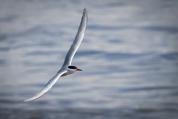 Gerahmter Druck : Arktische Arktischsturmtaucher (Sterna paradisea) in Flug. Gerahmter Druck : Arktische Arktischsturmtaucher (Sterna paradisea) in Flug.