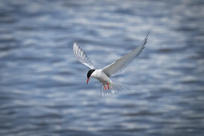Gerahmter Druck : Arktischer Alken (Sterna paradisea) in Flug. Gerahmter Druck : Arktischer Alken (Sterna paradisea) in Flug.