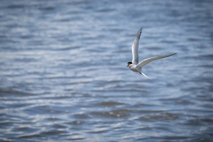 Gerahmter Druck : Arktischer Alken (Sterna paradisea) in Flug. Gerahmter Druck : Arktischer Alken (Sterna paradisea) in Flug.