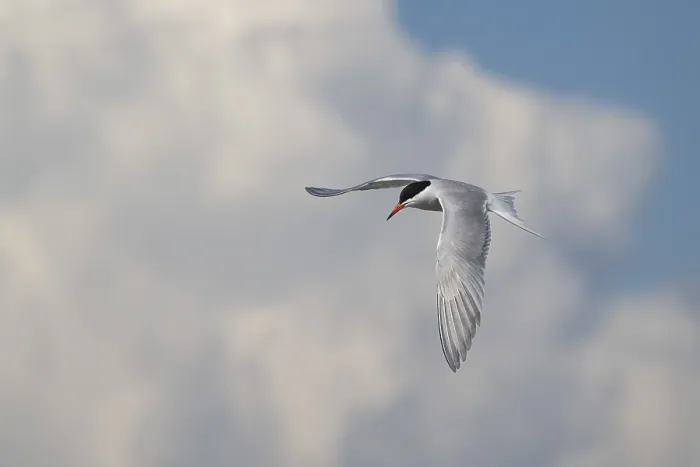 Gerahmter Druck : Arktische Arktischsturmvogel (Sterna paradisea) in Flug. Gerahmter Druck : Arktische Arktischsturmvogel (Sterna paradisea) in Flug.