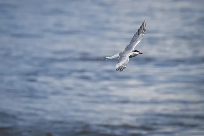 Gerahmter Druck : Arktische Arktischsturmtaucher (Sterna paradisea) in Flug. Gerahmter Druck : Arktische Arktischsturmtaucher (Sterna paradisea) in Flug.