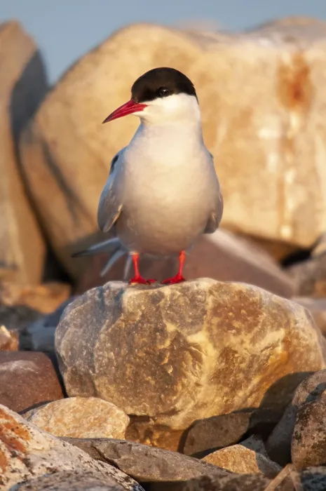 Gerahmter Druck : Arktische Buntschwänze, arktische Buntschwänze, Norwegen. Gerahmter Druck : Arktische Buntschwänze, arktische Buntschwänze, Norwegen.