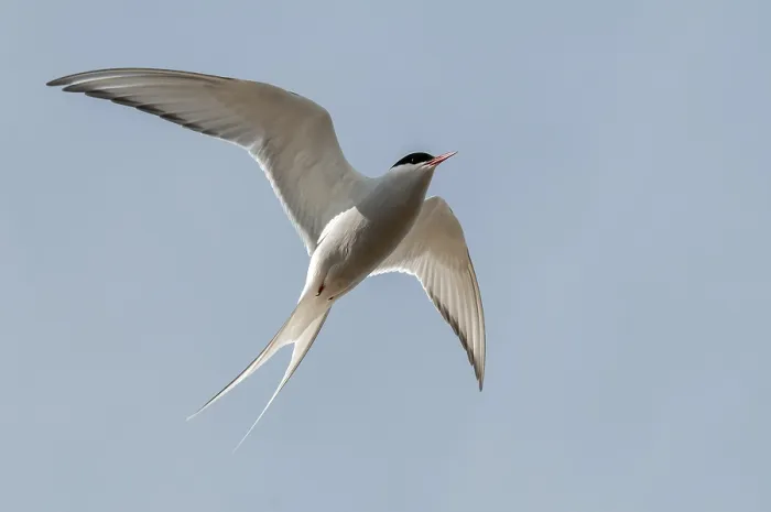 Gerahmter Druck : Arktische Buntschwänze, arktische Buntschwänze, Norwegen. Gerahmter Druck : Arktische Buntschwänze, arktische Buntschwänze, Norwegen.