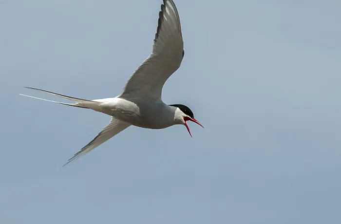 Gerahmter Druck : Arktische Buntschwänze, arktische Buntschwänze, Norwegen. Gerahmter Druck : Arktische Buntschwänze, arktische Buntschwänze, Norwegen.