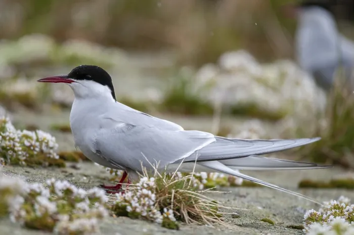 Gerahmter Druck : Arktische Buntschwänze, arktische Buntschwänze, Norwegen. Gerahmter Druck : Arktische Buntschwänze, arktische Buntschwänze, Norwegen.