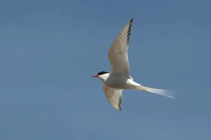 Gerahmter Druck : Arktische Buntschwänzchen, arktische Buntschwänzchen, Norwegen. Gerahmter Druck : Arktische Buntschwänzchen, arktische Buntschwänzchen, Norwegen.