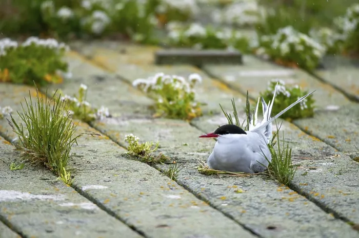 Gerahmter Druck : Arktische Buntschwänze, arktische Buntschwänze, Norwegen. Gerahmter Druck : Arktische Buntschwänze, arktische Buntschwänze, Norwegen.