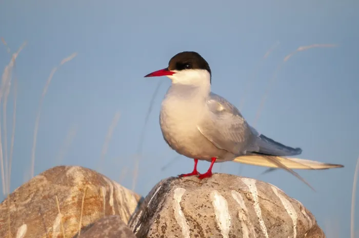 Gerahmter Druck : Arktische Buntschwänze, arktische Buntschwänze, Norwegen. Gerahmter Druck : Arktische Buntschwänze, arktische Buntschwänze, Norwegen.