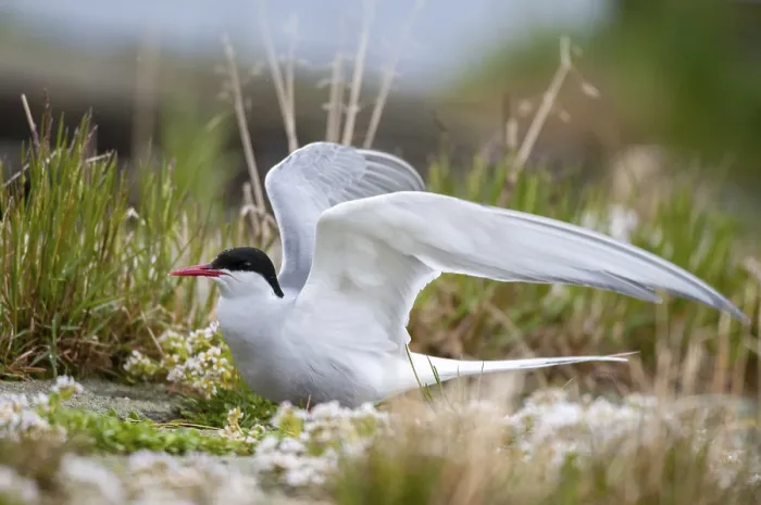 Gerahmter Druck : Arktische Buntschwänzchen, arktische Buntschwänzchen, Norwegen. Gerahmter Druck : Arktische Buntschwänzchen, arktische Buntschwänzchen, Norwegen.