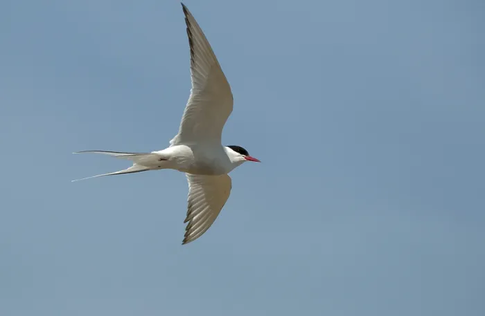 Gerahmter Druck : Arktische Buntschwänze, arktische Buntschwänze, Norwegen. Gerahmter Druck : Arktische Buntschwänze, arktische Buntschwänze, Norwegen.