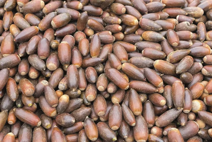 Gerahmter Druck : Argan-Nüsse in Marokko, Hintergrund. Gerahmter Druck : Argan-Nüsse in Marokko, Hintergrund.