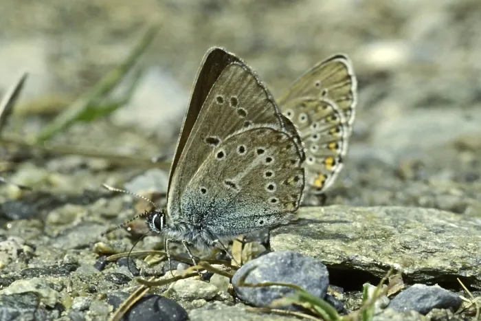 Gerahmter Druck : Schwarzbraunblaue Storchschnabel-Bläuling Gerahmter Druck : Schwarzbraunblaue Storchschnabel-Bläuling