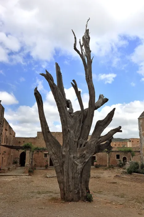 Gerahmter Druck : Arkadi-Kloster, der Kugelbaum Gerahmter Druck : Arkadi-Kloster, der Kugelbaum