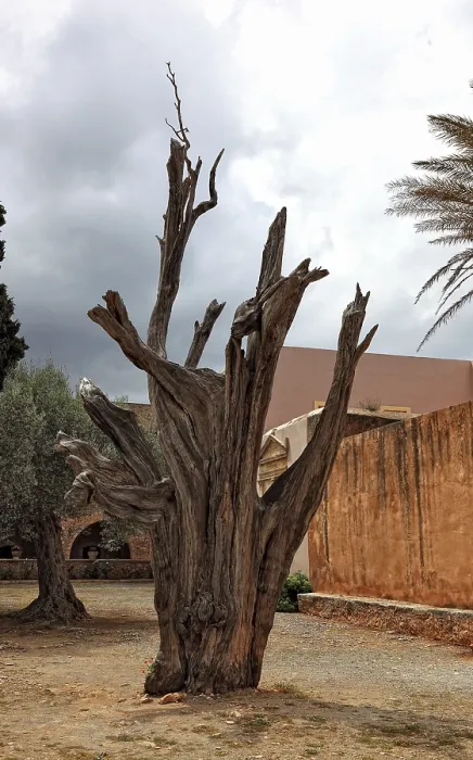 Gerahmter Druck : Arkadi-Kloster, der Kugelbaum. Gerahmter Druck : Arkadi-Kloster, der Kugelbaum.