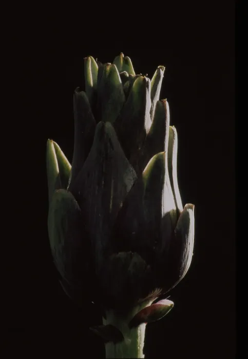 Gerahmter Druck : Artichoke Gerahmter Druck : Artichoke