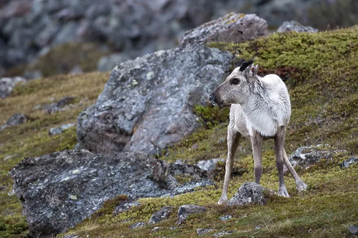 Gerahmter Druck : Artiodactyla, zweifüßiger Huftier Gerahmter Druck : Artiodactyla, zweifüßiger Huftier