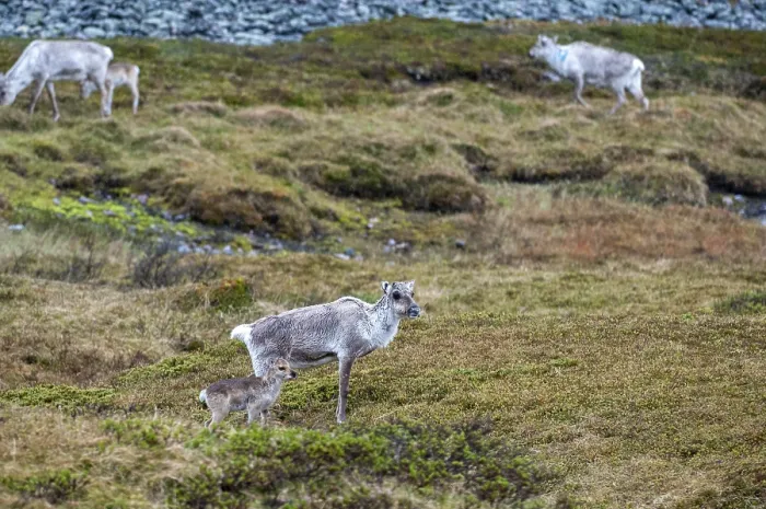 Gerahmter Druck : Artiodactyla, zweifüßiger Huftier Gerahmter Druck : Artiodactyla, zweifüßiger Huftier