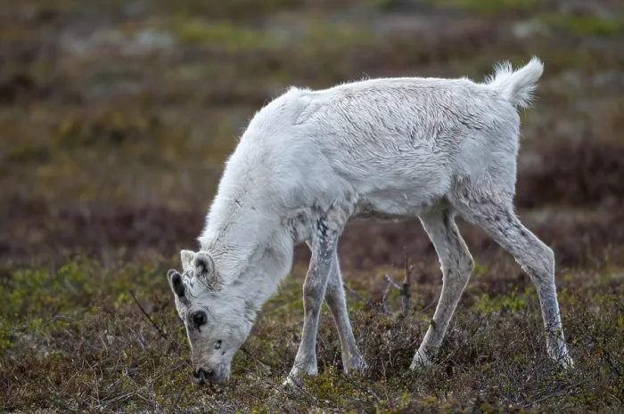 Gerahmter Druck : Artiodactyla, Paarhufer Gerahmter Druck : Artiodactyla, Paarhufer