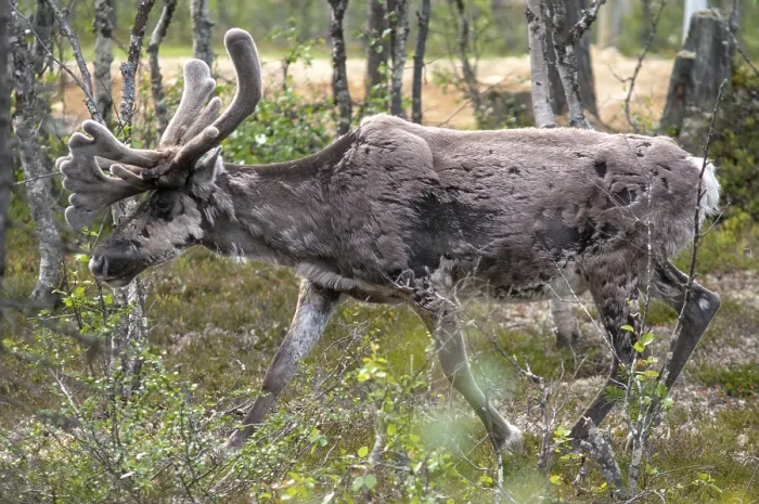Gerahmter Druck : Artiodactyla, Zweifüßer Gerahmter Druck : Artiodactyla, Zweifüßer