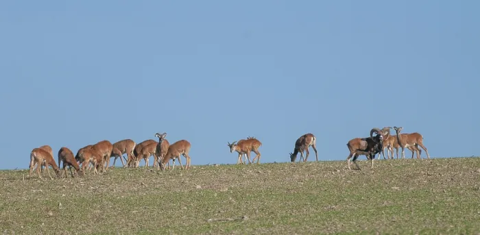 Gerahmter Druck : Artiodactyla, Zweifüßer. Gerahmter Druck : Artiodactyla, Zweifüßer.
