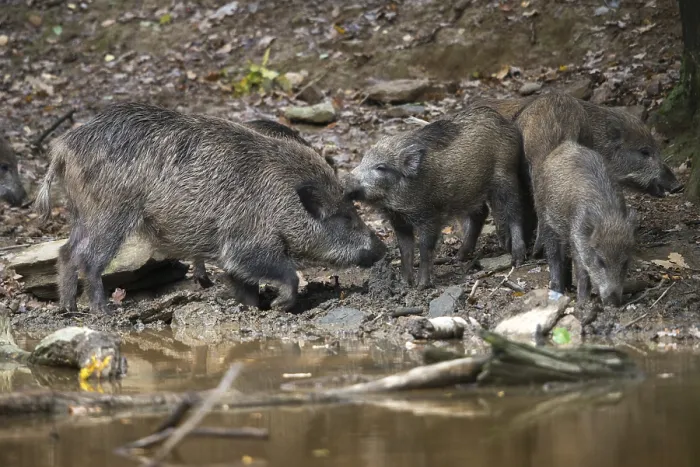 Gerahmter Druck : Artiodactyla, Zweifüßer. Gerahmter Druck : Artiodactyla, Zweifüßer.