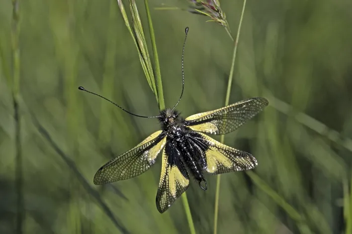 Gerahmter Druck : Ascalaphus coccajus, Schmetterlingsdoppelader. Gerahmter Druck : Ascalaphus coccajus, Schmetterlingsdoppelader.