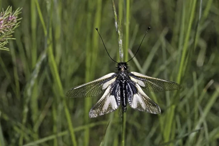 Gerahmter Druck : Ascalaphus coccajus, Schmetterlingsdorn Gerahmter Druck : Ascalaphus coccajus, Schmetterlingsdorn
