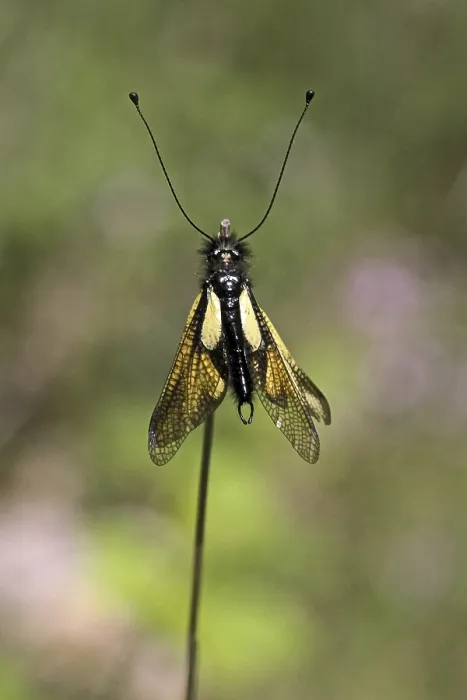 Gerahmter Druck : Ascalaphus coccajus, Schmetterlingsdorn. Gerahmter Druck : Ascalaphus coccajus, Schmetterlingsdorn.