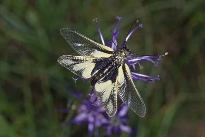 Gerahmter Druck : Ascalaphus libelloides, Schmetterlingsstich Gerahmter Druck : Ascalaphus libelloides, Schmetterlingsstich