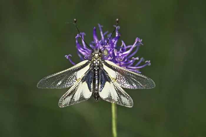 Gerahmter Druck : Ascalaphus libelloides, Schmetterlingsdoppeläderchen