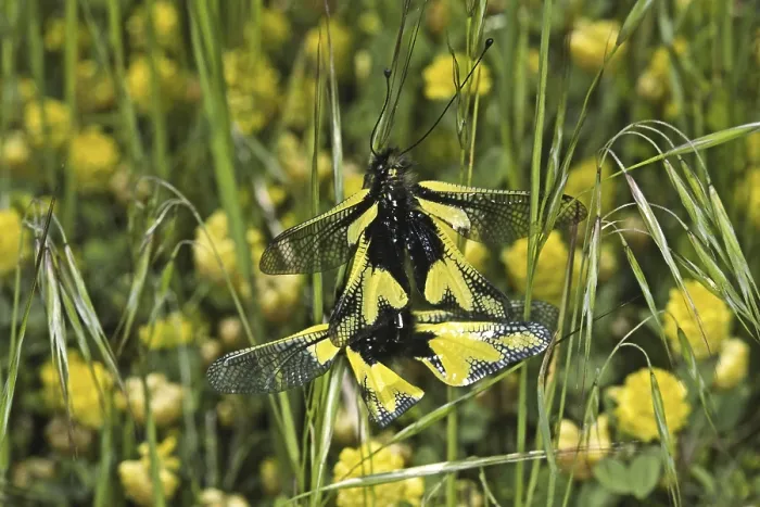 Gerahmter Druck : Ascalaphus libelluloides, Schmetterlingsstachel.