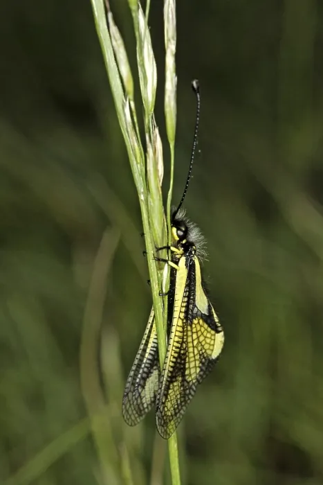 Gerahmter Druck : Der Schmetterling Ascalaphus libelluloides Gerahmter Druck : Der Schmetterling Ascalaphus libelluloides