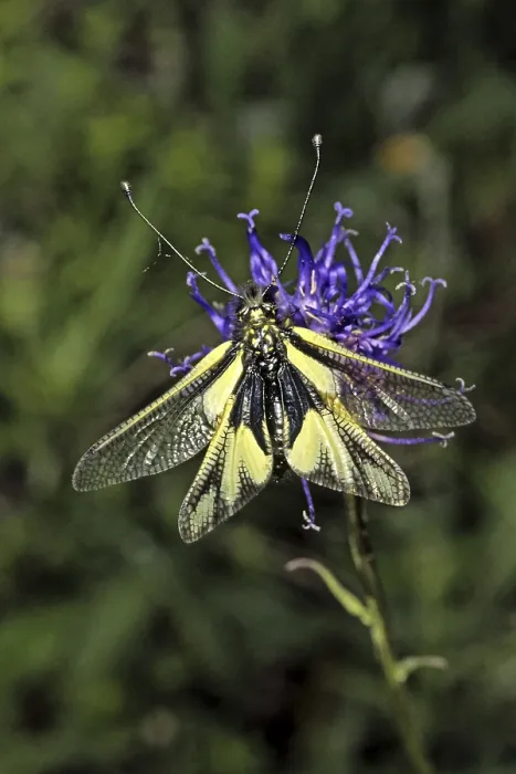 Gerahmter Druck : Ascalaphus libelluloides, Schmetterlingsdoppelgänger Gerahmter Druck : Ascalaphus libelluloides, Schmetterlingsdoppelgänger