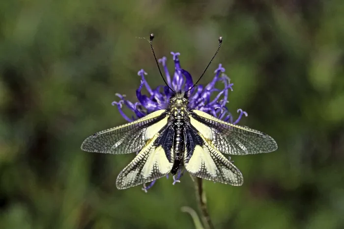 Gerahmter Druck : Ascalaphus libelluloides, Schmetterlingsdoppelgänger