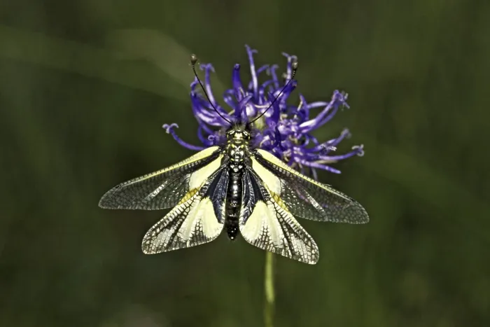 Gerahmter Druck : Ascalaphus libelluloides, Schmetterlingsdoppelgänger Gerahmter Druck : Ascalaphus libelluloides, Schmetterlingsdoppelgänger