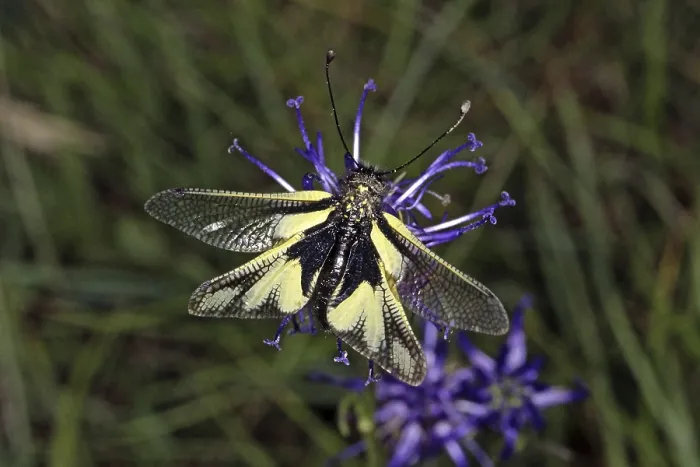 Gerahmter Druck : Ascalaphus libelluloides, Schmetterlingsdoppelgänger Gerahmter Druck : Ascalaphus libelluloides, Schmetterlingsdoppelgänger